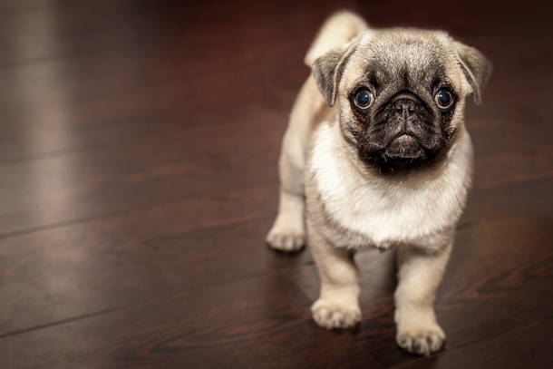 10+ Adorable Animal Photography Images That Will Warm Your Heart - picture 2