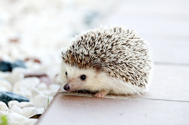 10+ Adorable Animal Photography Images That Will Warm Your Heart - picture 3