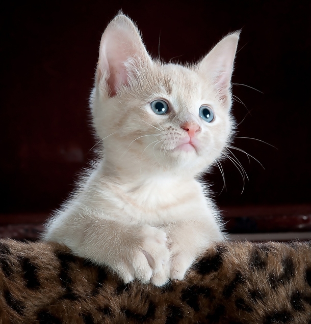 10+ Adorable Animal Photography Images That Will Warm Your Heart - picture 4
