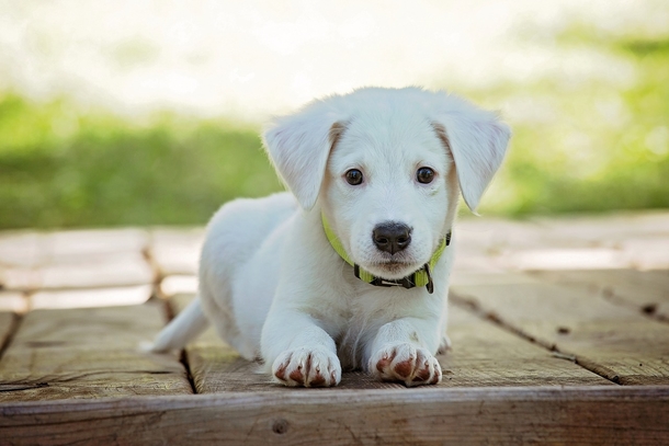 10+ Adorable Animal Photography Images That Will Warm Your Heart - picture 5