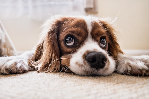 10+ Adorable Animal Photography Images That Will Warm Your Heart - picture 6