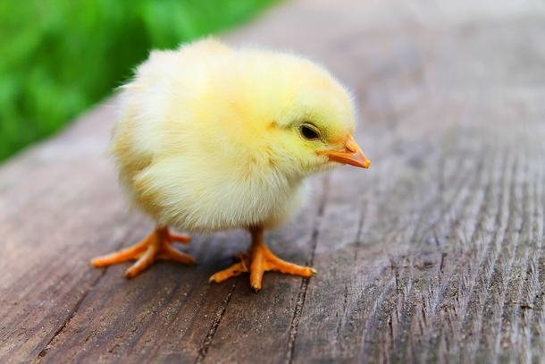 10+ Adorable Animal Photography Images That Will Warm Your Heart - picture 7