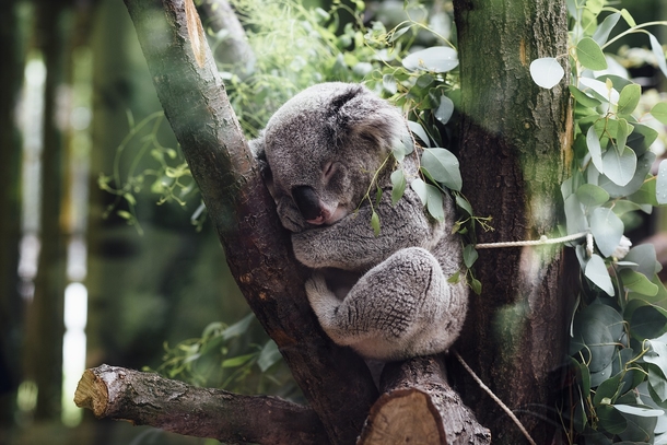 10+ Adorable Animal Photography Images That Will Warm Your Heart - picture 9