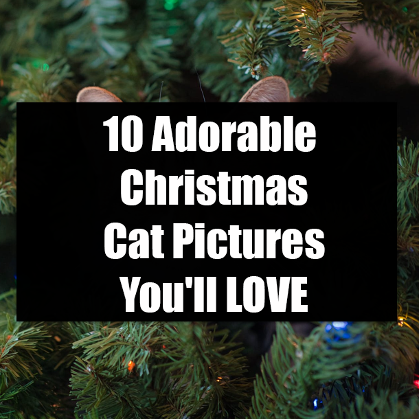 10 Adorable Christmas Cat Pictures You'll LOVE