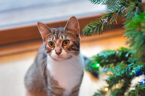 10 Adorable Christmas Cat Pictures You'll LOVE - picture 10
