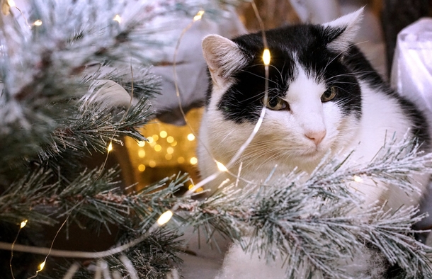 10 Adorable Christmas Cat Pictures You'll LOVE - picture 11