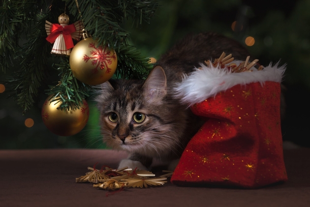 10 Adorable Christmas Cat Pictures You'll LOVE - picture 2