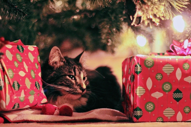 10 Adorable Christmas Cat Pictures You'll LOVE - picture 3