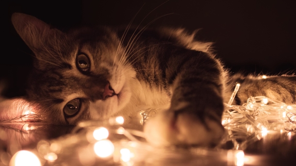 10 Adorable Christmas Cat Pictures You'll LOVE - picture 4