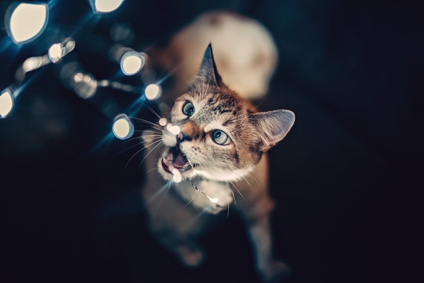 10 Adorable Christmas Cat Pictures You'll LOVE - picture 5