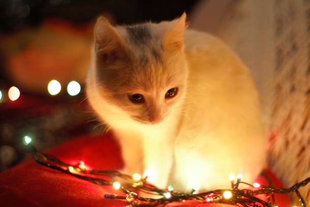 10 Adorable Christmas Cat Pictures You'll LOVE - picture 6