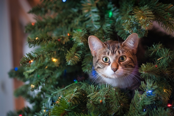 10 Adorable Christmas Cat Pictures You'll LOVE - picture 8
