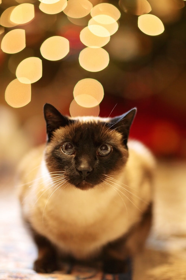 10 Adorable Christmas Cat Pictures You'll LOVE - picture 9