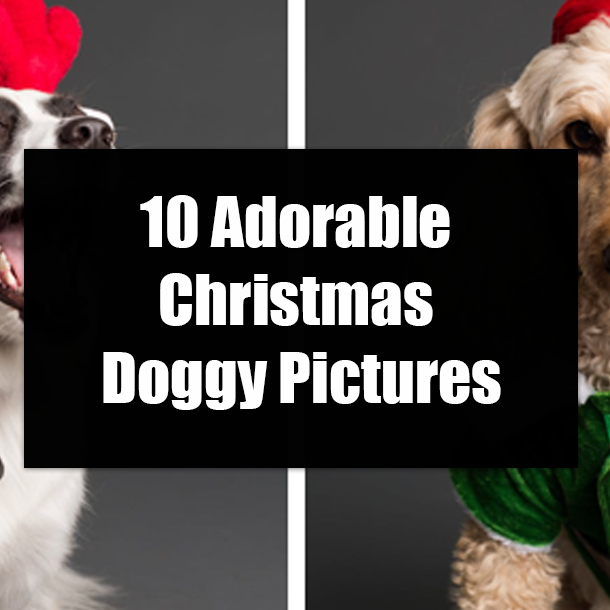 10 Adorable Christmas Doggy Pictures