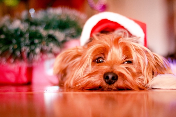 10 Adorable Christmas Doggy Pictures - picture 10