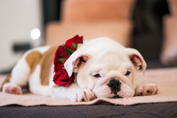 10 Adorable Christmas Doggy Pictures - picture 12