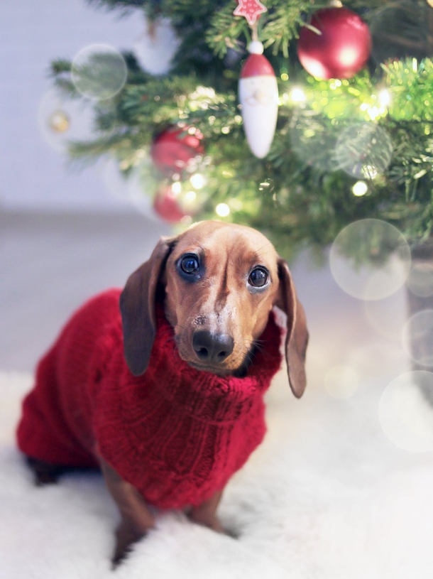 10 Adorable Christmas Doggy Pictures - picture 2