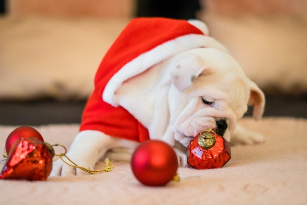 10 Adorable Christmas Doggy Pictures - picture 3
