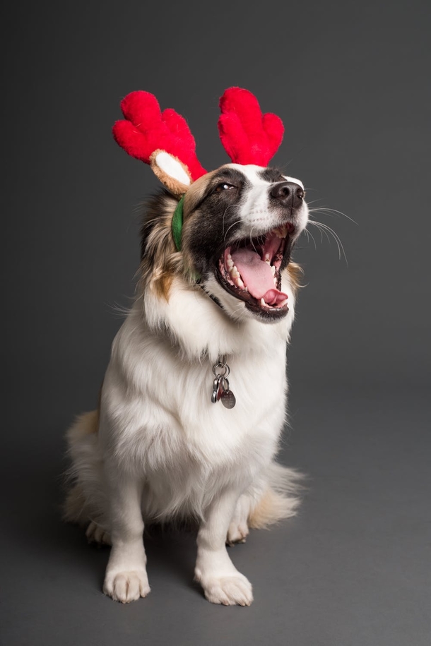 10 Adorable Christmas Doggy Pictures - picture 4