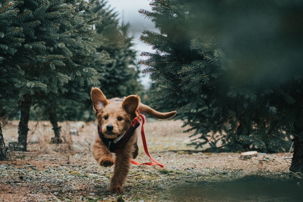 10 Adorable Christmas Doggy Pictures - picture 5