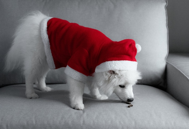 10 Adorable Christmas Doggy Pictures - picture 6
