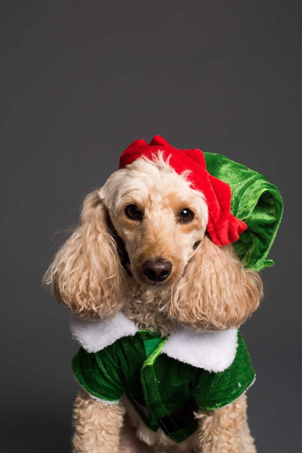 10 Adorable Christmas Doggy Pictures - picture 7