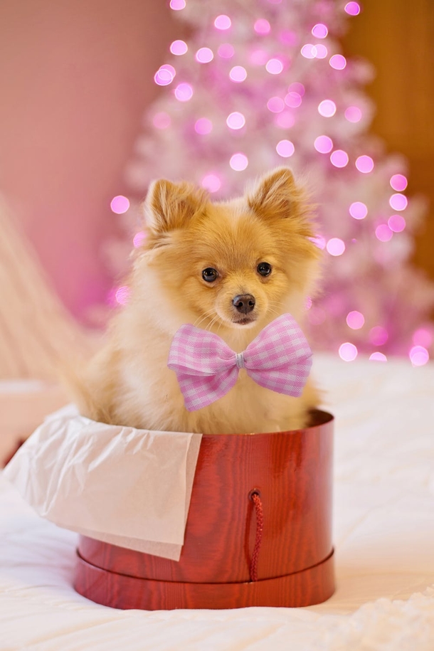 10 Adorable Christmas Doggy Pictures - picture 8