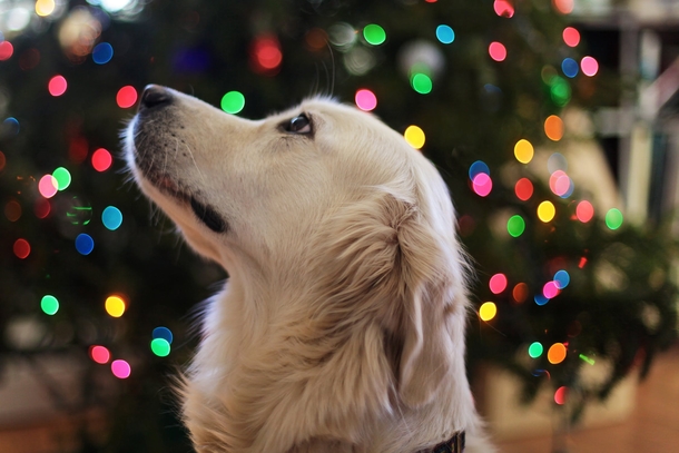 10 Adorable Christmas Doggy Pictures - picture 9
