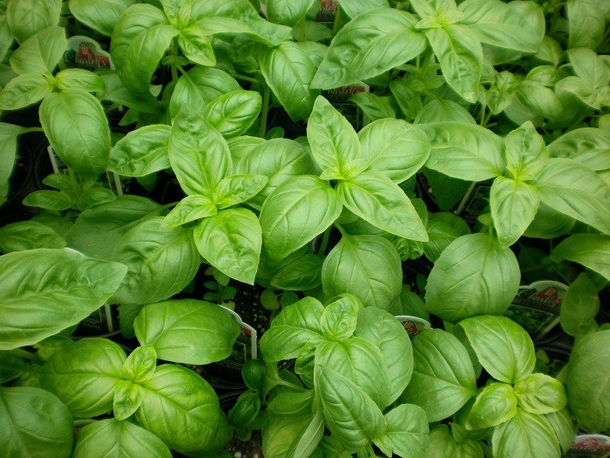 10 All Natural Remedies For Mosquito Bites - picture 8