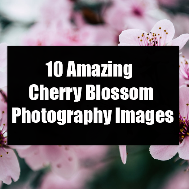 10 Amazing Cherry Blossom Photography Images