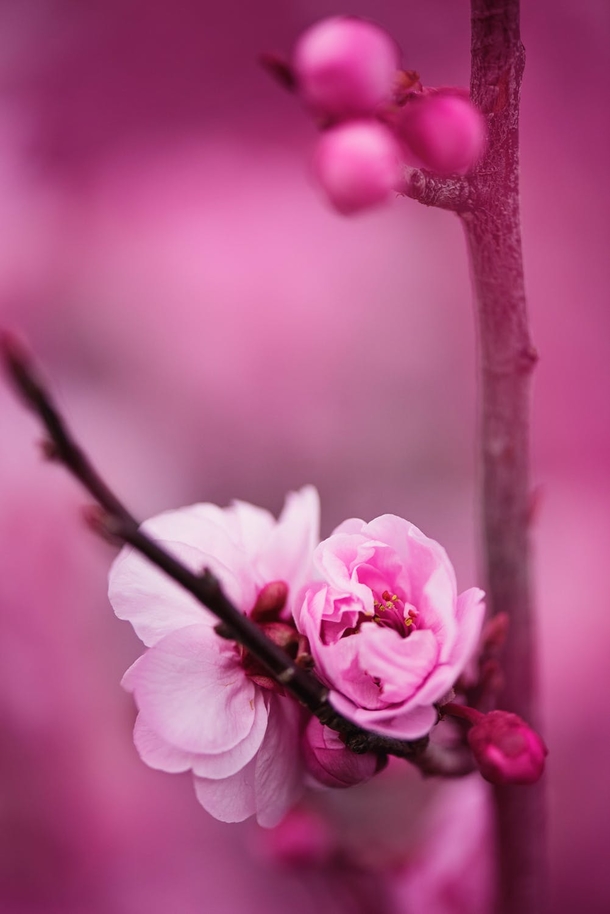 10 Amazing Cherry Blossom Photography Images - picture 10