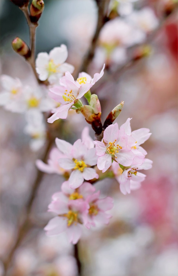 10 Amazing Cherry Blossom Photography Images - picture 11