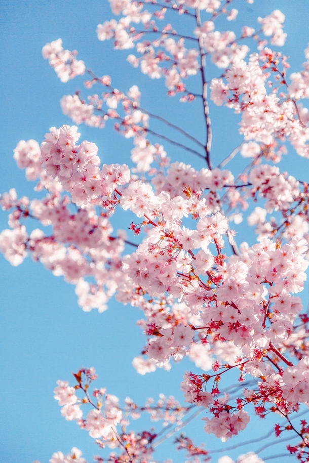 10 Amazing Cherry Blossom Photography Images - picture 2
