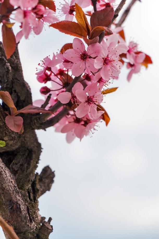10 Amazing Cherry Blossom Photography Images - picture 3