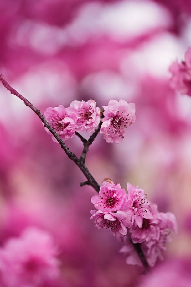 10 Amazing Cherry Blossom Photography Images - picture 4