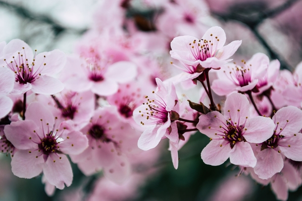 10 Amazing Cherry Blossom Photography Images - picture 5