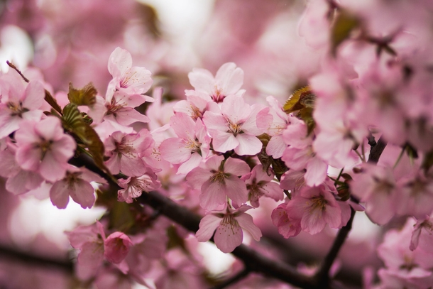 10 Amazing Cherry Blossom Photography Images - picture 6