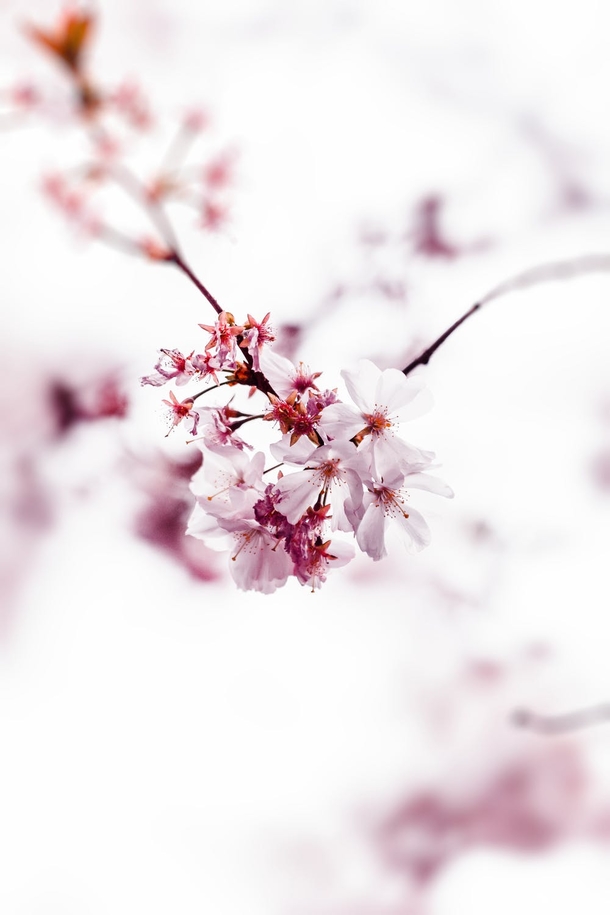 10 Amazing Cherry Blossom Photography Images - picture 7