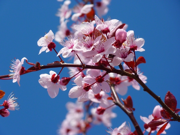 10 Amazing Cherry Blossom Photography Images - picture 8