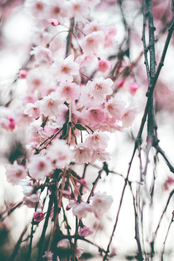 10 Amazing Cherry Blossom Photography Images - picture 9