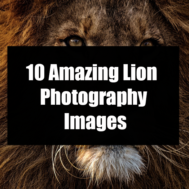 10 Amazing Lion Photography Images