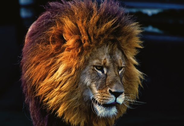 10 Amazing Lion Photography Images - picture 10