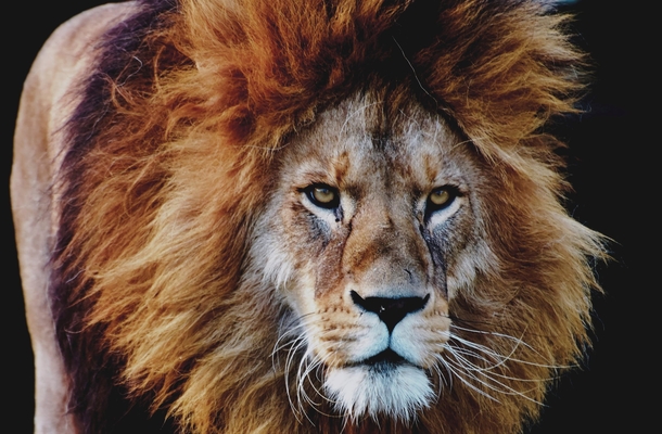 10 Amazing Lion Photography Images - picture 11
