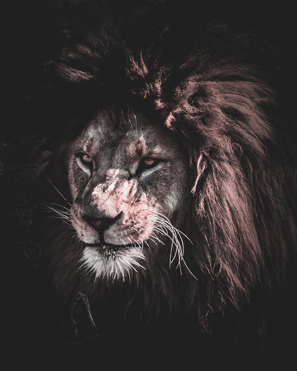 10 Amazing Lion Photography Images - picture 2