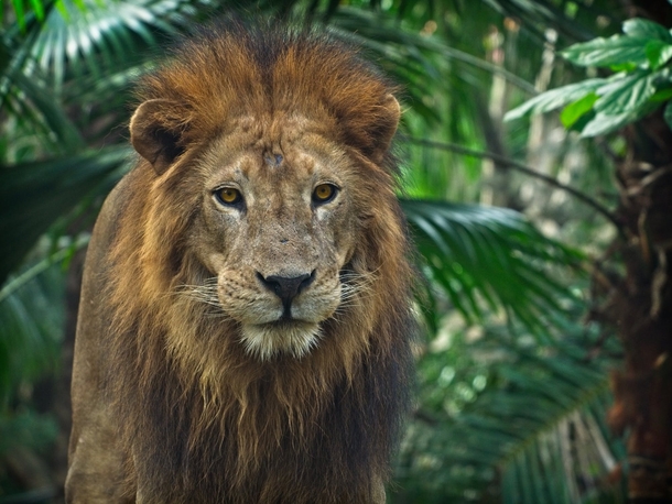 10 Amazing Lion Photography Images - picture 3