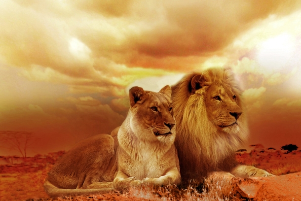 10 Amazing Lion Photography Images - picture 4