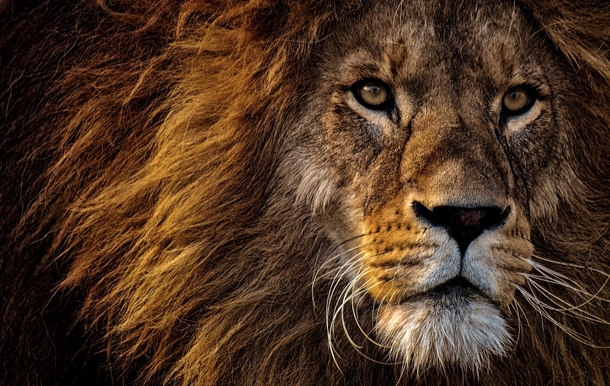 10 Amazing Lion Photography Images - picture 5