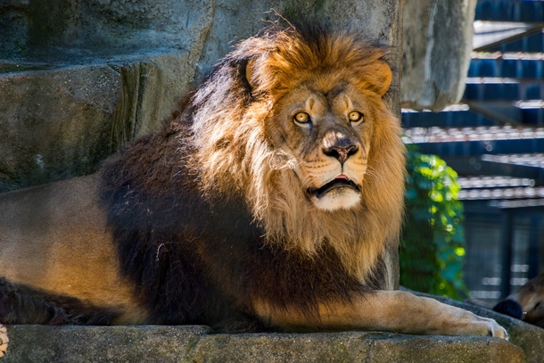 10 Amazing Lion Photography Images - picture 6