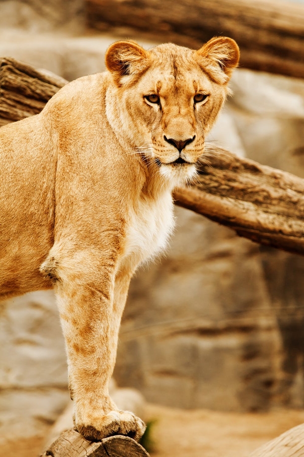 10 Amazing Lion Photography Images - picture 7