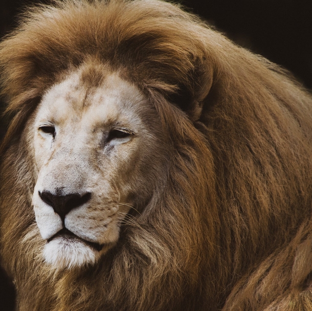 10 Amazing Lion Photography Images - picture 8